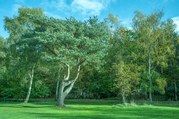 Stephen Nobbs - We Can Live Alongside Nature